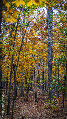 Yellow Autumn Trees on Hiking Trail © Reed