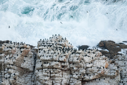 Cormorants nesting on cliffs in Mossel Bay, South Africa