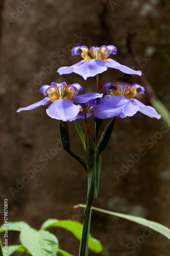 Fototapeta Naklejka Na Ścianę i Meble -  Iris flowers - blue