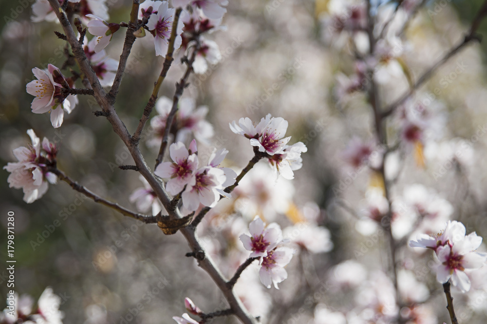 Sweet almond tree, also known as Prunus dulcis or Prunus amygdalus blossoming, displaying clusters of delicate and small pale pink flowers Sweet almond tree, also known as Prunus dulcis or Prunus amygdalus blossoming, displaying clusters of delicate and small pale pink flowers
