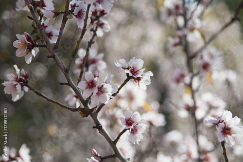 Sweet almond tree, also known as Prunus dulcis or Prunus amygdalus blossoming, displaying clusters of delicate and small pale pink flowers © Ana