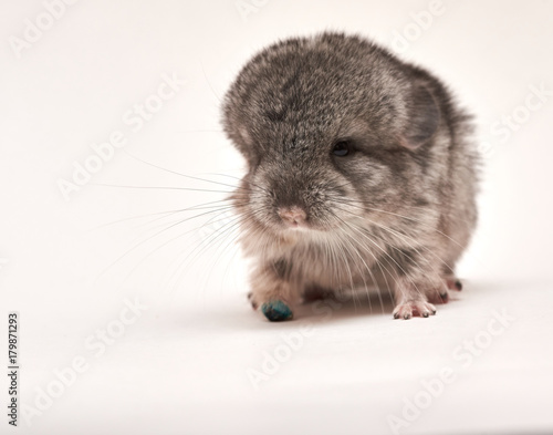 chinchilla cub of standard color