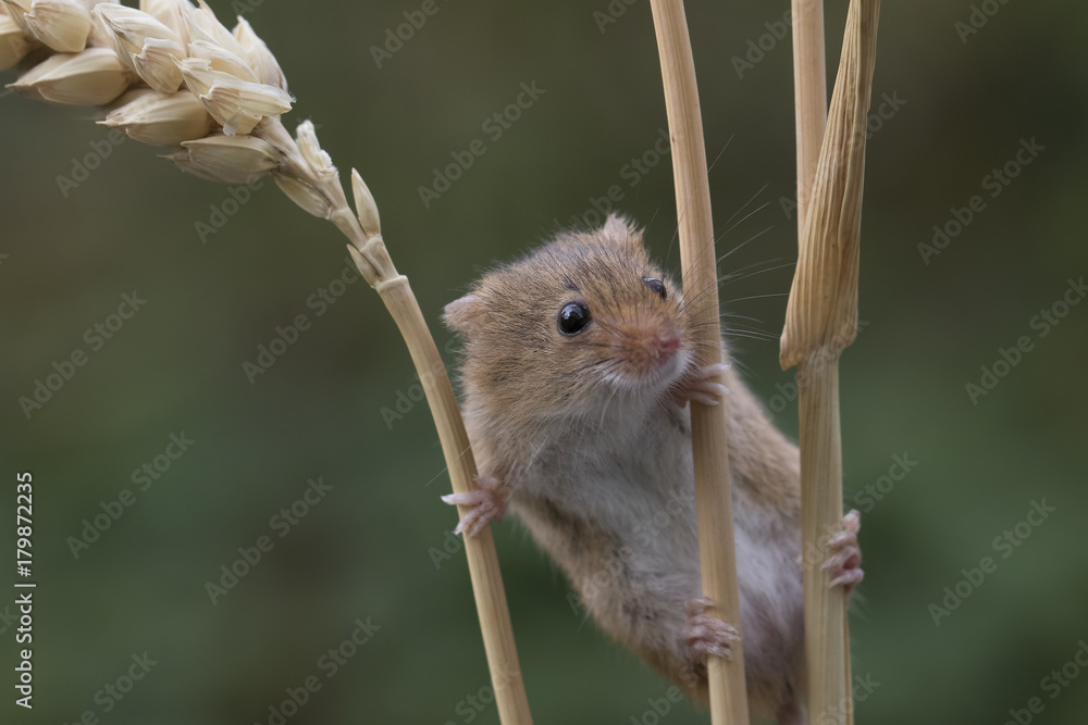 harvest mouse, mice close up portrait with blurred background on thistle, corn, berry and sloes