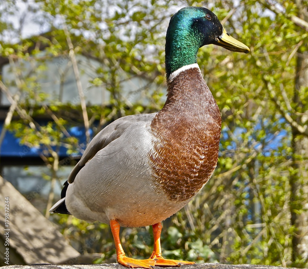 Duck