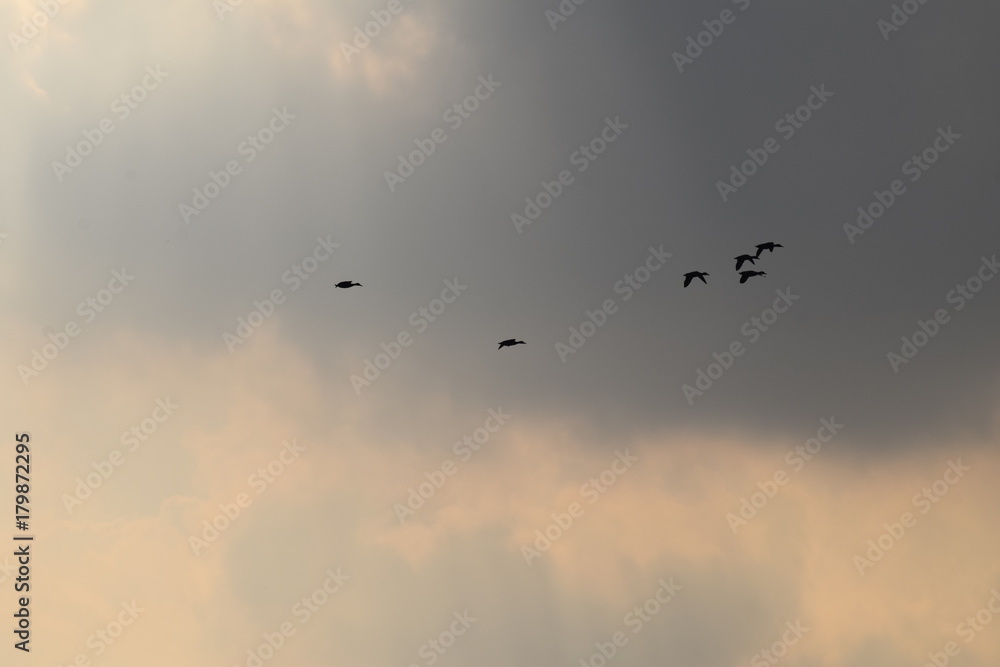 Bird flying silhouette cloudy sky in the netherlands