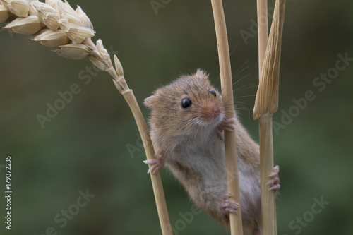 harvest mouse, mice close up portrait with blurred background on thistle, corn, berry and sloes