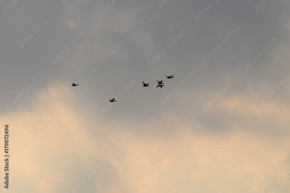 Obraz premium Bird flying silhouette cloudy sky in the netherlands