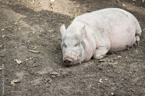 pig sleeping