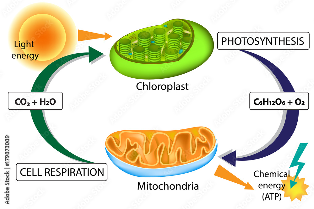 Photosynthesis And Cellular Respiration Stock Vector Adobe Stock