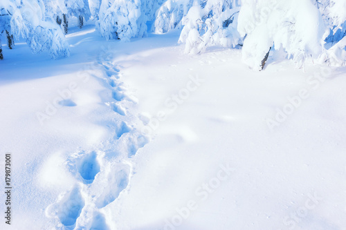 Path in winter forest after snowfall. Beautiful winter background