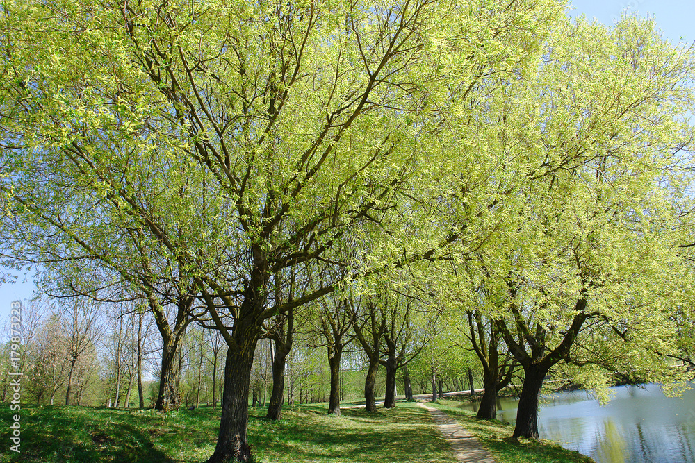 Naklejka premium Silvery willow blossom in spring time.