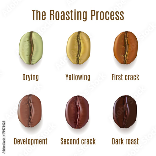 Realistic coffee beans isolated on white background. Stages of r