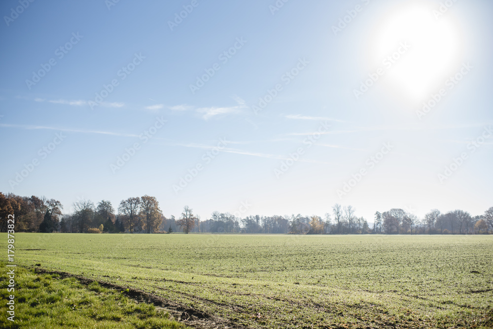 Feld mit frischem Grün und Morgentau, Sonne rechts im blauen Himmel, Blick bis zum Horizont, Querformat Feld mit frischem Grün und Morgentau, Sonne rechts im blauen Himmel, Blick bis zum Horizont, Querformat