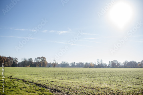 Feld mit frischem Gr  n und Morgentau  Sonne rechts im blauen Himmel  Blick bis zum Horizont  Querformat