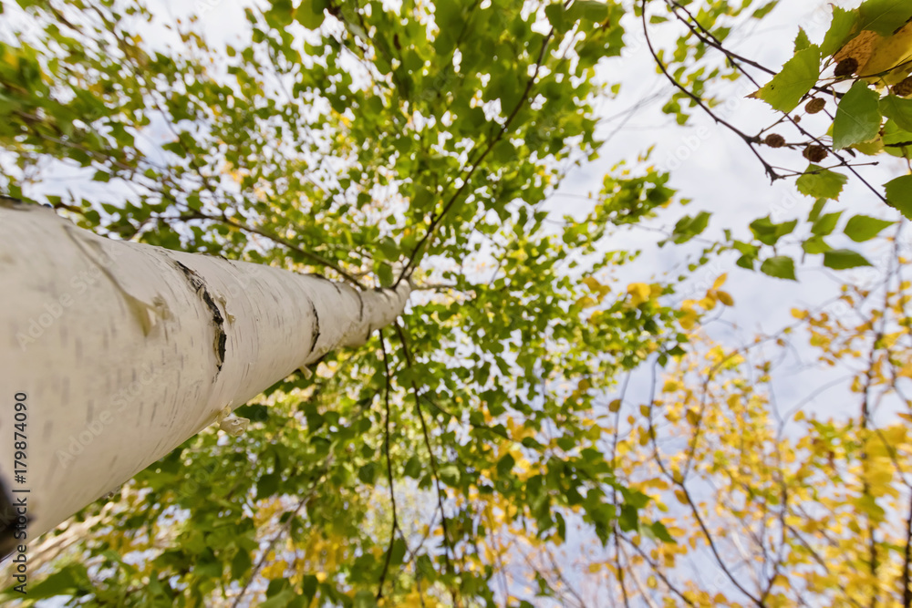 Fototapeta premium The trunk of a birch. The view from the bottom up. Autumn.