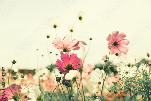 Vintage color cosmos flower in the field