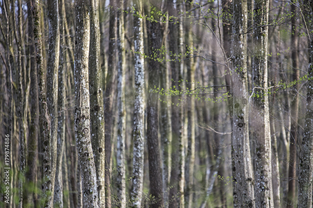 Spring in the forest