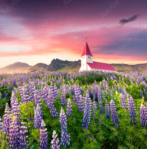 Vik i Myrdal Church surrounded by blooming lupine flowers in Vik village.