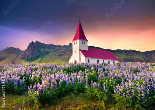 Photos Small church surrounded by blooming lupin flowers in the Vik village