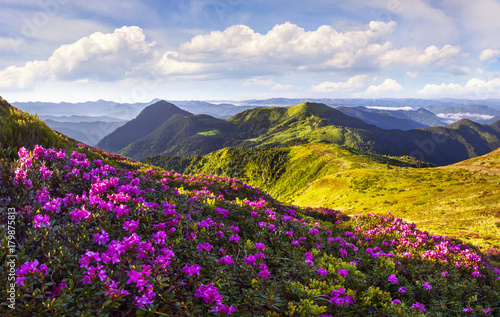 Magic pink rhododendron flowers in the mountains. © Andrew Mayovskyy