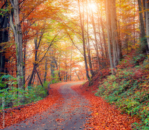 Colorful autumn csene in the mountain forest photo