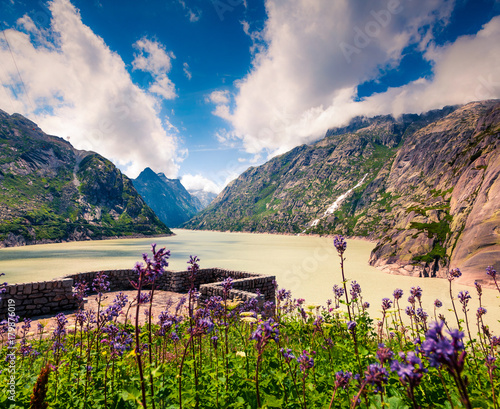 Bloomind flowers on the coast of Grimselsee reservoir on the top of Grimselpass. photo