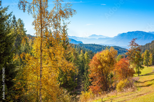 Autumnal foliage in the Renon/Ritten forest, South Tyrol/Alto Adige, Italy