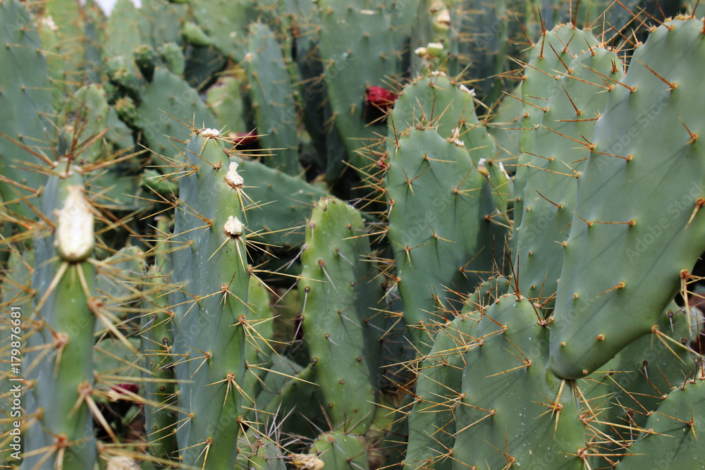 Naklejka premium Cactus opuntia elatior
