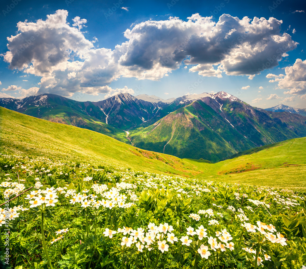 Fields of blooming white flowers in the Caucasus mountains in June.