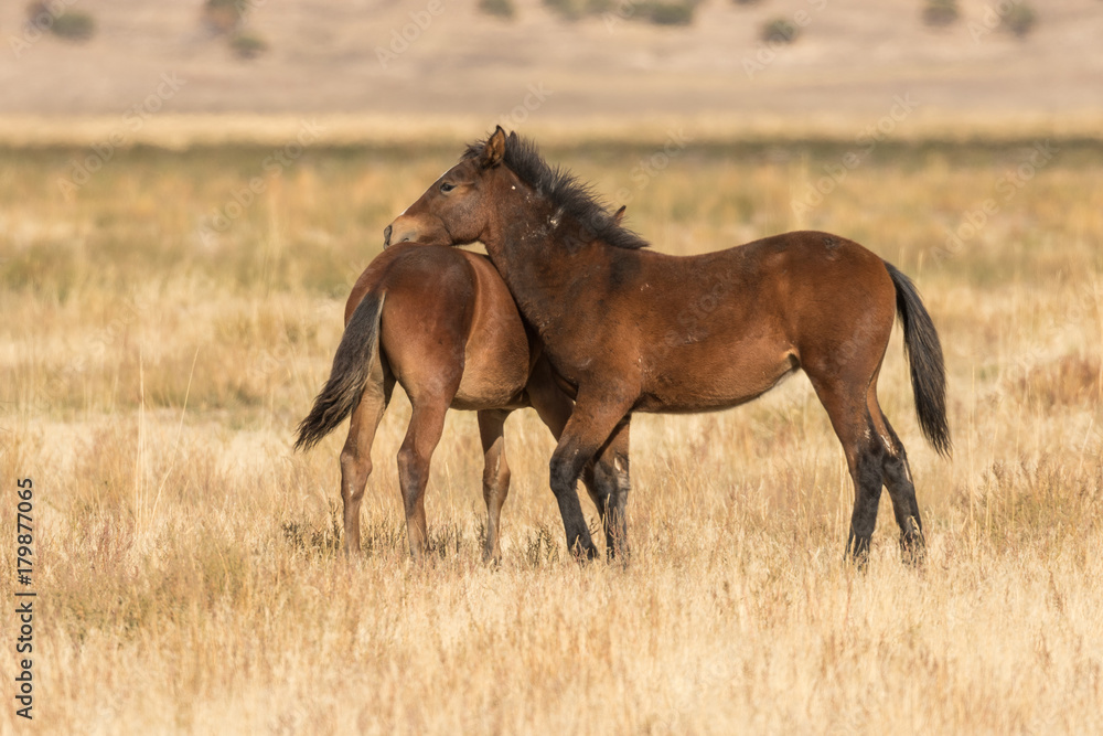 Mare and Foal Wild Horses Mare and Foal Wild Horses