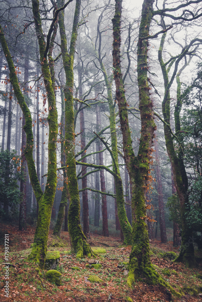 Obraz premium Autumn