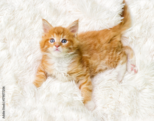small red striped Maine Coon kitten on a fluffy blanket © Happy monkey