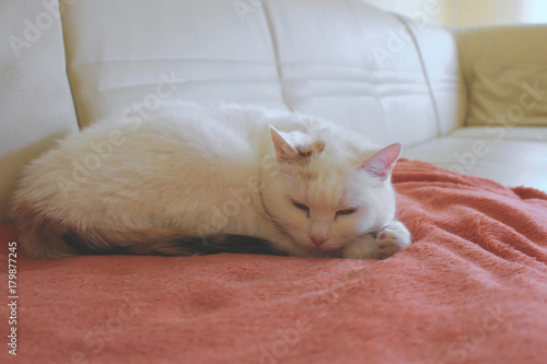 kot śpiący na sofie