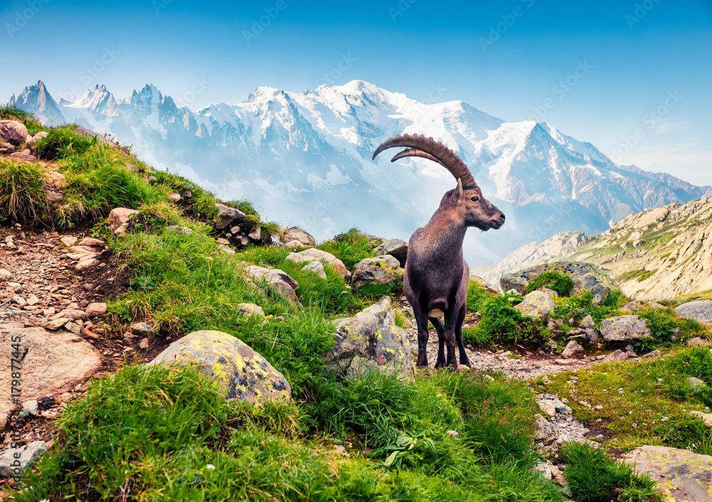 Alpine Ibex (Capra Ibex) on the Mont Blanc (Monte Bianco) background