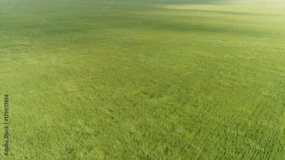 Top view of green wheat field during a strong wind Top view of green wheat field during a strong wind