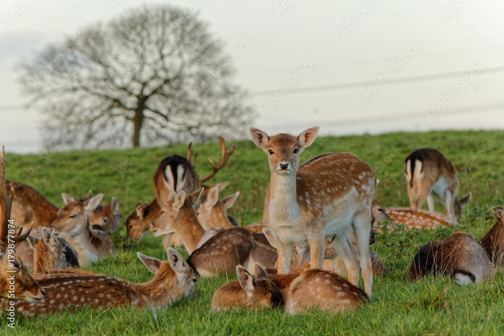 Obraz premium Deer in Dyrham Park, England