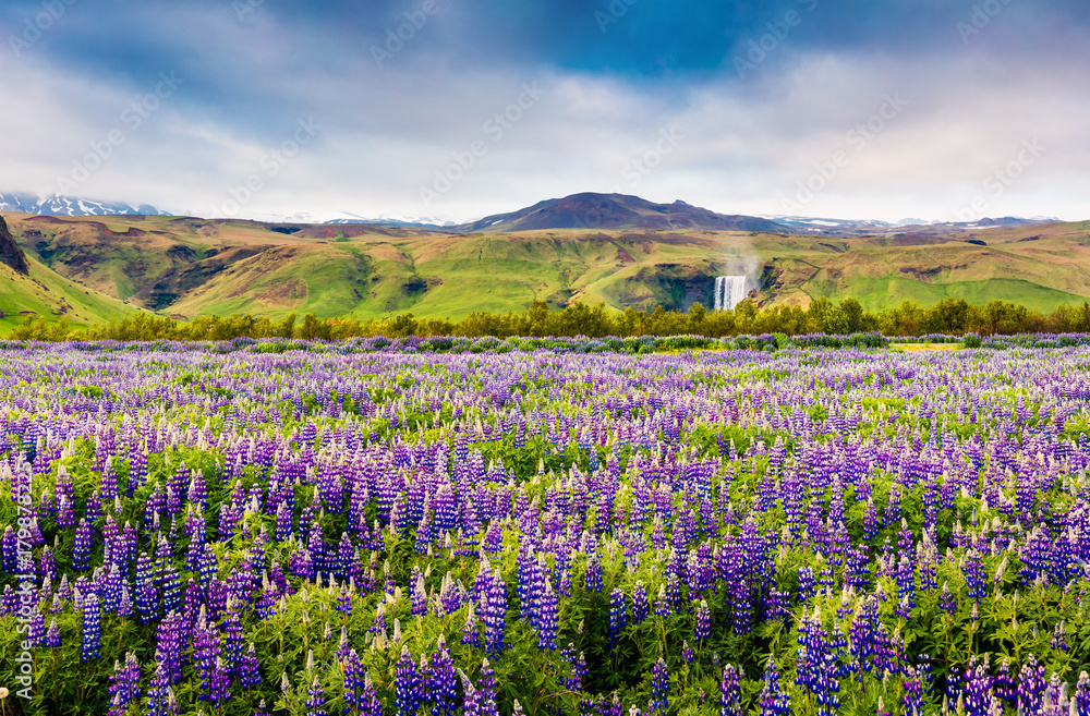 Naklejka premium Blooming lupine flowers near amazing Skogafoss waterfall in south Iceland, Europe