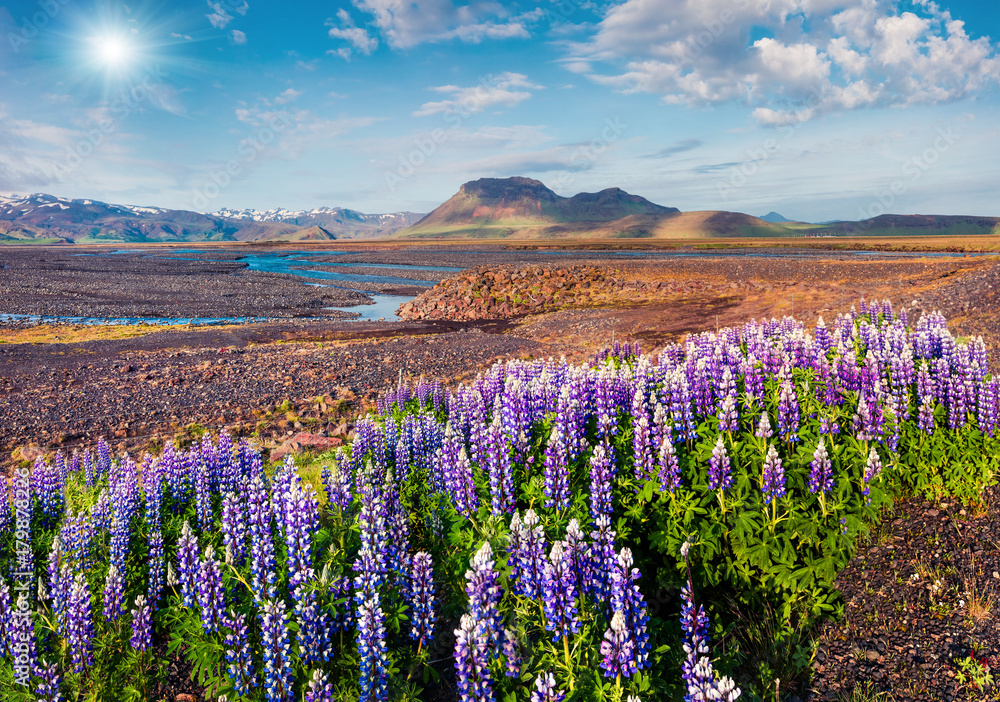 Typical Icelandic landscape with blooming lupine flowers in the June.