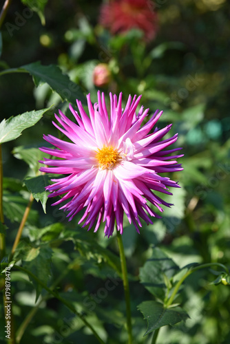 Fototapeta Naklejka Na Ścianę i Meble -  Dahlia cactus rose en été au jardin