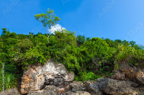 A green solitary tree in a wooded area rises on a rock against a blue sky. Copy space for text. Padang Padang Beach, Bali, Indonesia. photo