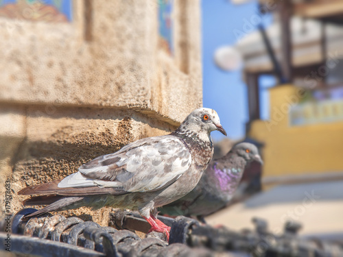 Cute white pigeon with black freckles standing on city fountain with another gray pigeon