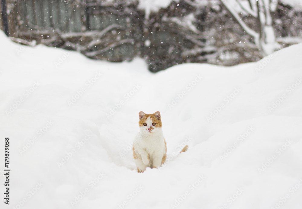 Cute little cat sitting in the snow Cute little cat sitting in the snow
