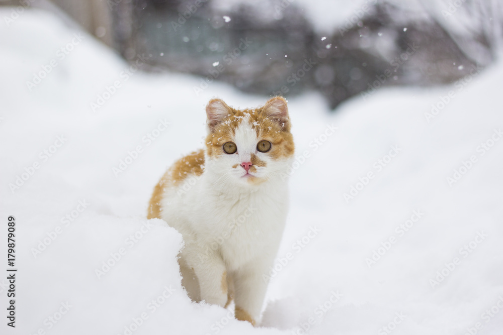 Cute little cat sitting in the snow