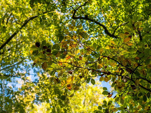 Herbstliche Blätter am Baum