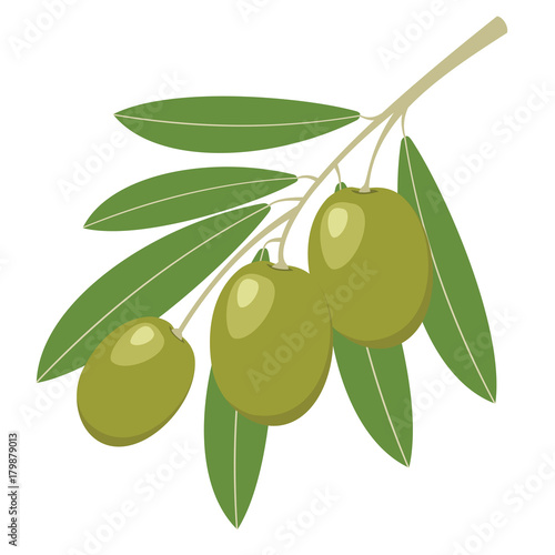 Olives. Green olives with green leaves. Vector illustration.