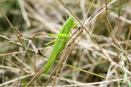 Big green grasshopper (Gomphocerinae - Tettigonia Vridissima) in meadow - close up, macro photo of locust insect