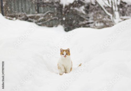 Cute little cat sitting in the snow © tache