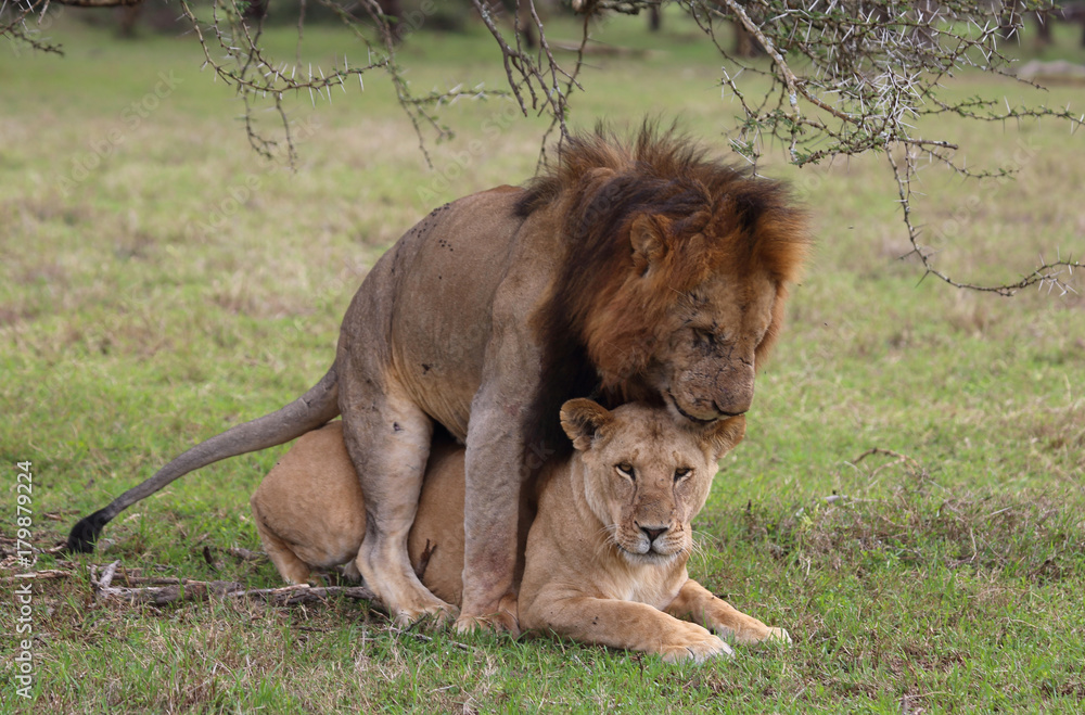 Naklejka premium Löwenpaar