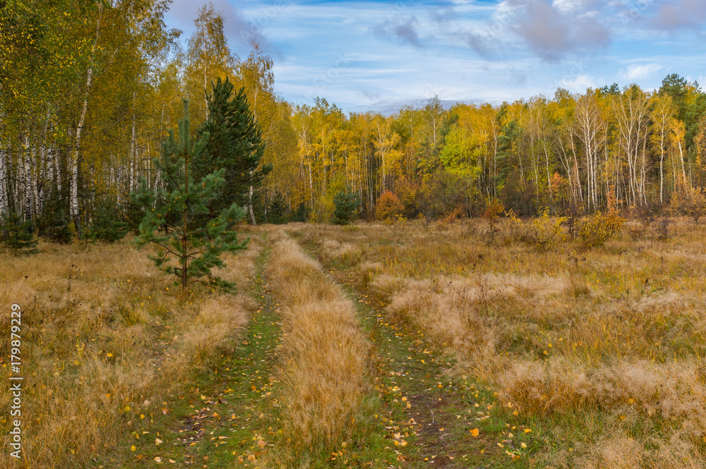 Landscape with earth road leading to morning mixed forest at fall season in Ukraine Landscape with earth road leading to morning mixed forest at fall season in Ukraine