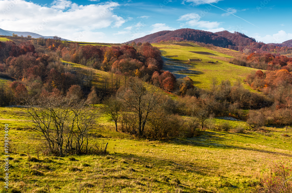 mountainous rural area in late autumn. trees with reddish foliage on green grassy hills. lovely weather on sunny day